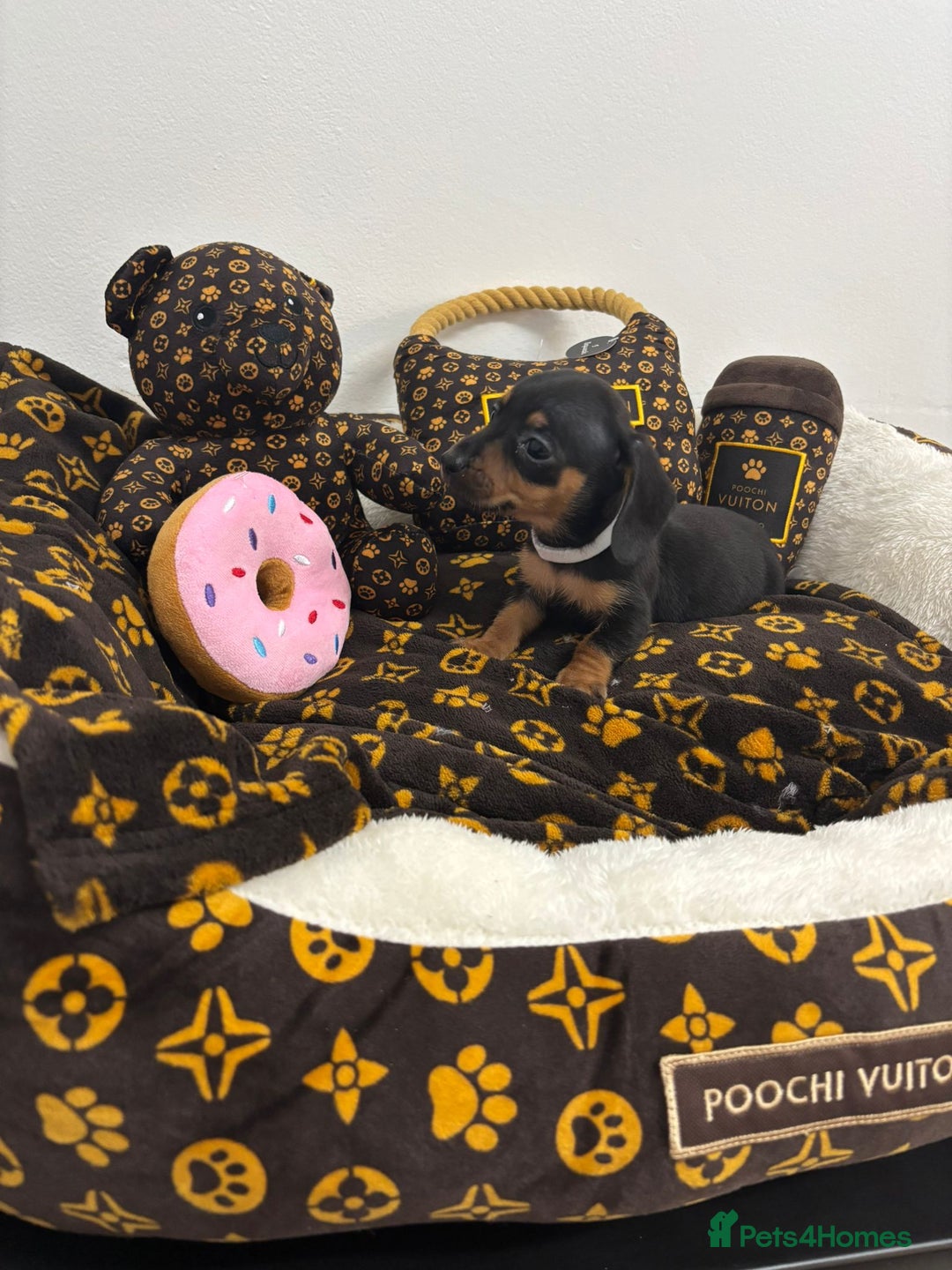 Miniature Dachshund dogs for sale: beautiful miniature dachshund puppies available  - Advert 11