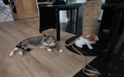 Mixed Breed cats for sale: 4 Playful Male Kittens Ready for Loving Homes! - Image 4
