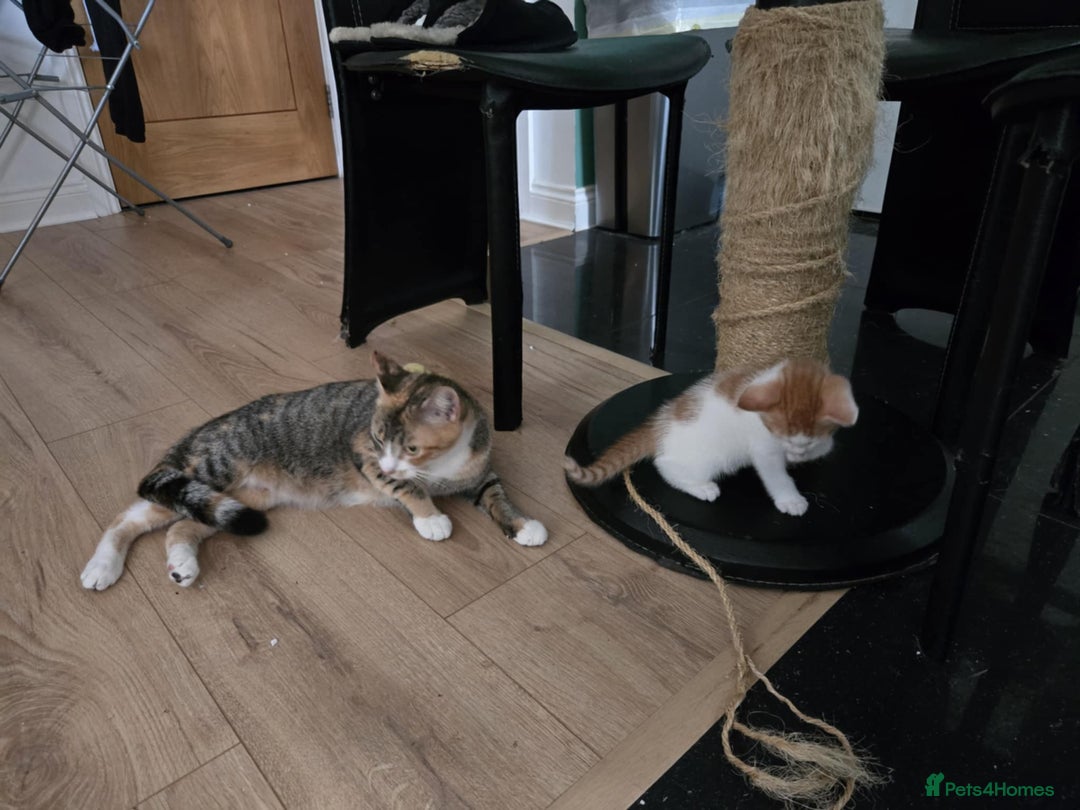 Mixed Breed cats for sale: 4 Playful Male Kittens Ready for Loving Homes! - Image 4