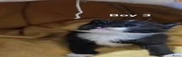 Mixed Breed cats for sale: 🐾❤️Cute tuxedo / tabby mix kittens ❤️🐾 - Advert 14