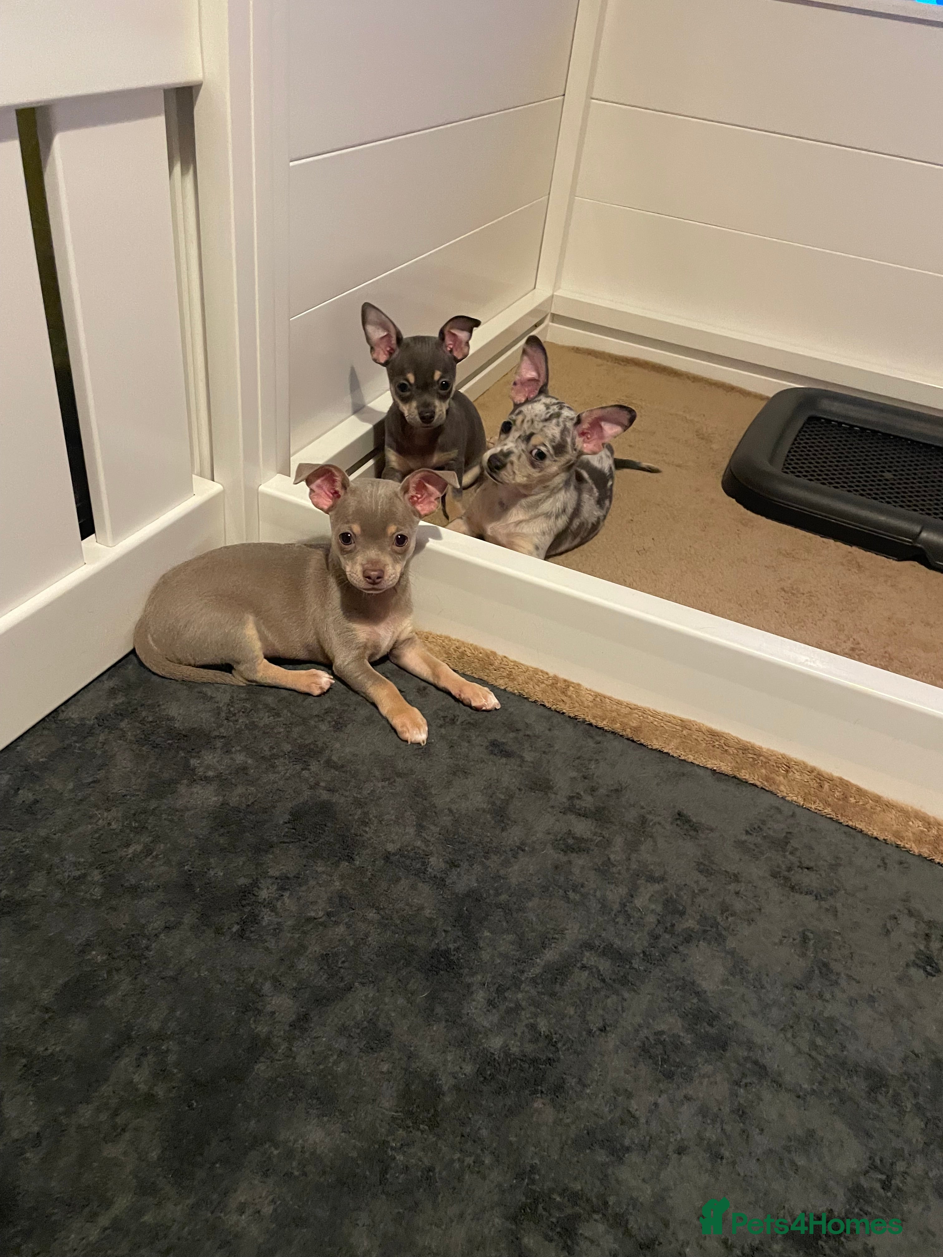 Chihuahua dogs Stunning Chihuahua Puppies  - Advert 1