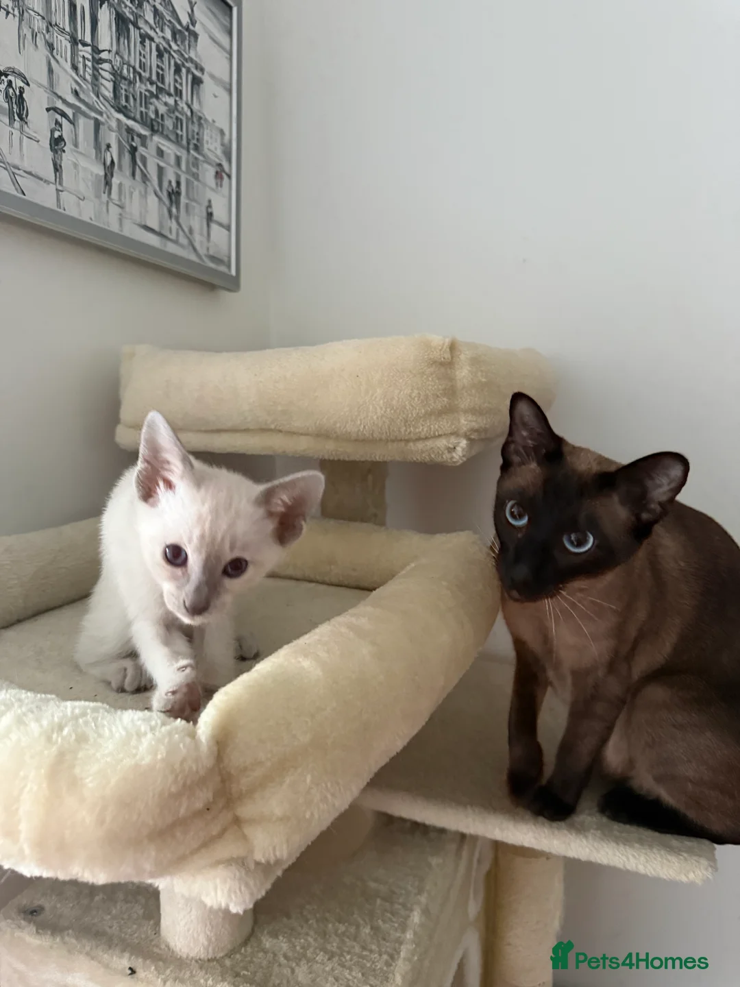 Siamese cats for sale: 3 adorable Siamese kittens 😻 - Advert 8