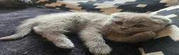 British Shorthair cats for sale: 2 British Blue / Scottish Fold kittens - Advert 8