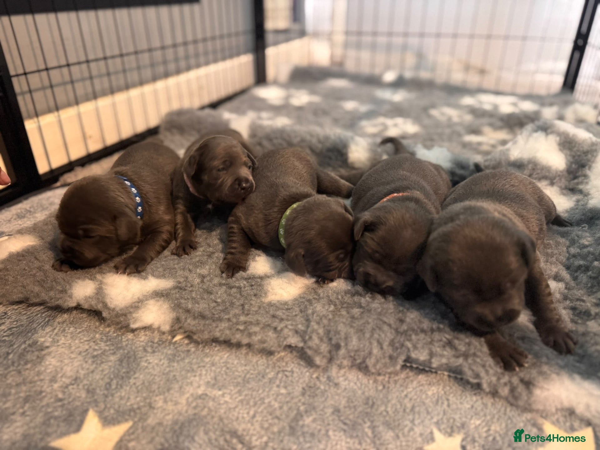 Staffordshire Bull Terrier dogs Beautiful Chunky Blue Staffy puppies - Advert 1
