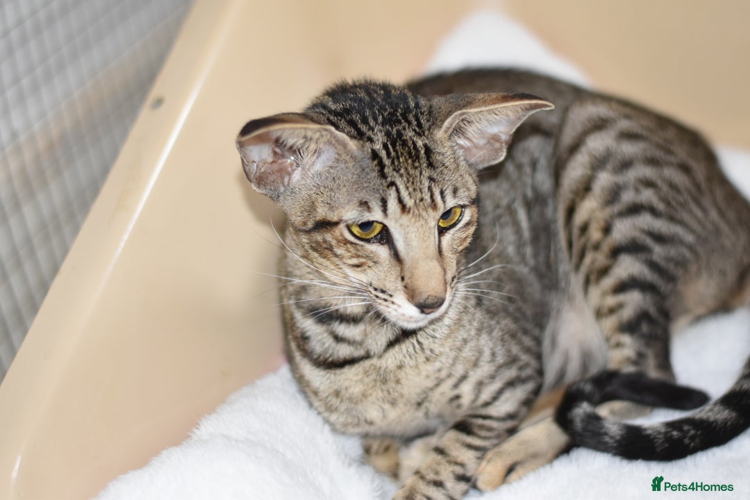 Oriental cats for sale: Black tabby adult female  - Advert 1