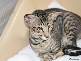 Oriental cats Black tabby adult female - Advert 7