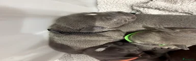 Black collar 