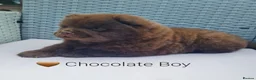 Chow Chow dogs for sale: Quality chow chow puppies.  - Advert 6