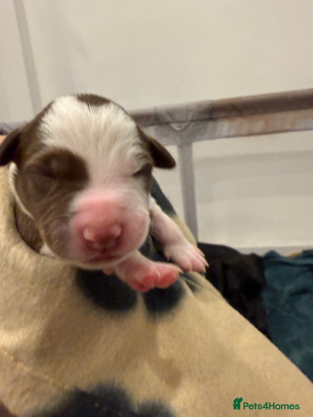 Borador dogs for sale: Border collie x lab puppies for sale  - Image 14