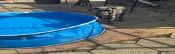 Great Dane dogs for sale: Ready for new home now!! - Advert 4