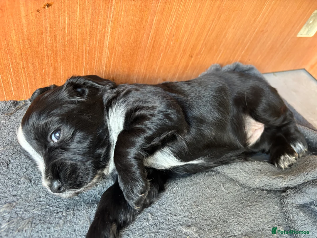 Cocker Spaniel dogs for sale: Working cocker spaniel puppies  - Advert 6