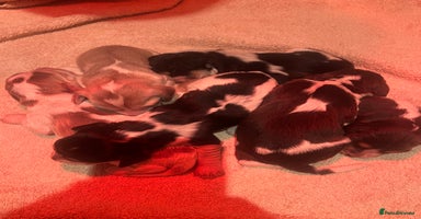 Cocker Spaniel dogs Adorable Show Cocker Spaniel Puppies  - Advert 5