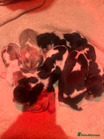 Cocker Spaniel dogs Adorable Show Cocker Spaniel Puppies - Advert 8