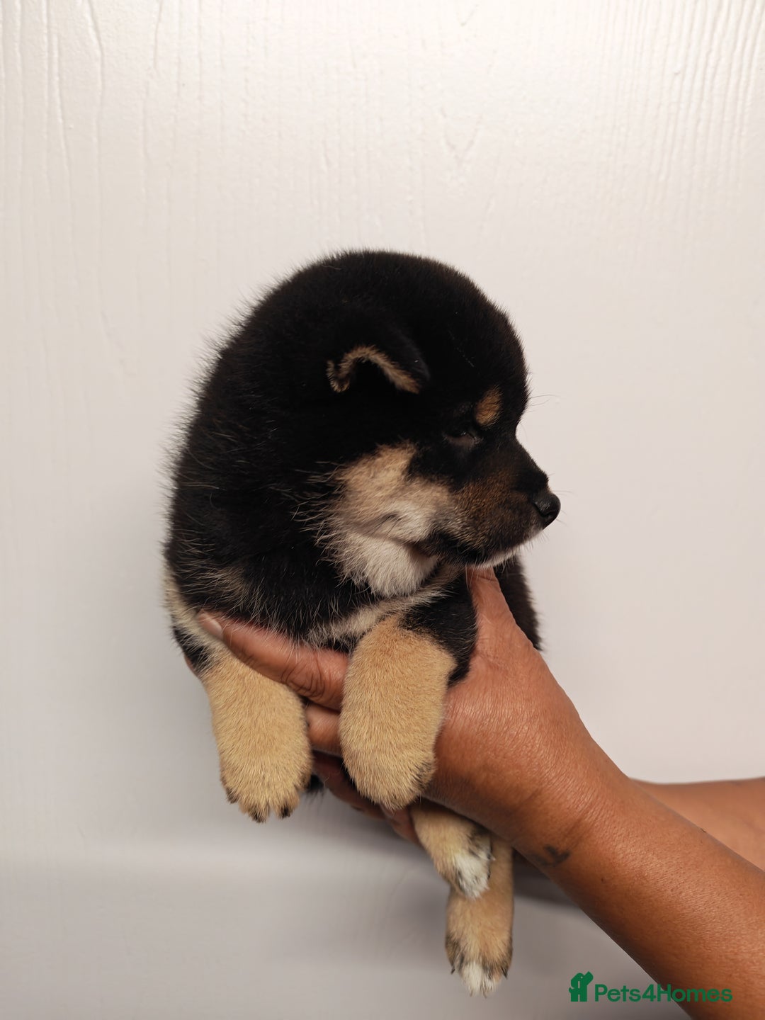 Japanese Shiba Inu dogs for sale: KC reg Japanese shiba inu puppies  - Image 3