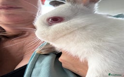 Netherland Dwarf rabbits for sale: Cuddly ‘Dobby’ looking for his forever home  - Image 3