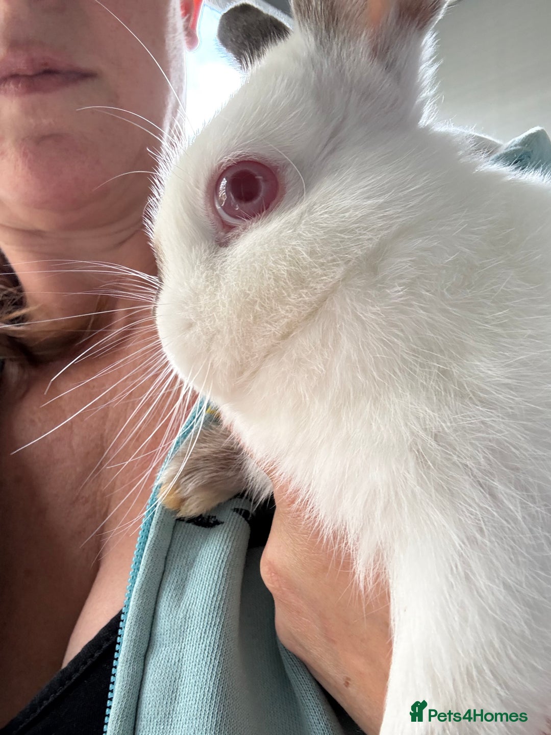 Netherland Dwarf rabbits for sale: Cuddly ‘Dobby’ looking for his forever home  - Image 3