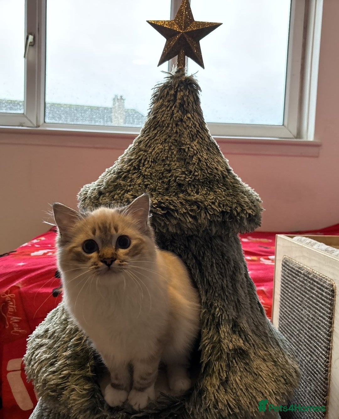 Ragdoll cats for sale: Three beautiful Ragdoll Ready to Leave 20/12/2025  - Advert 1