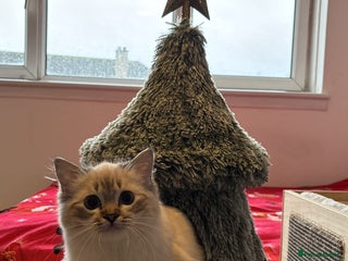 Ragdoll cats Three beautiful Ragdoll Ready to Leave 20/12/2025 - Advert 4