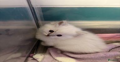 Ragdoll cats - Advert 9