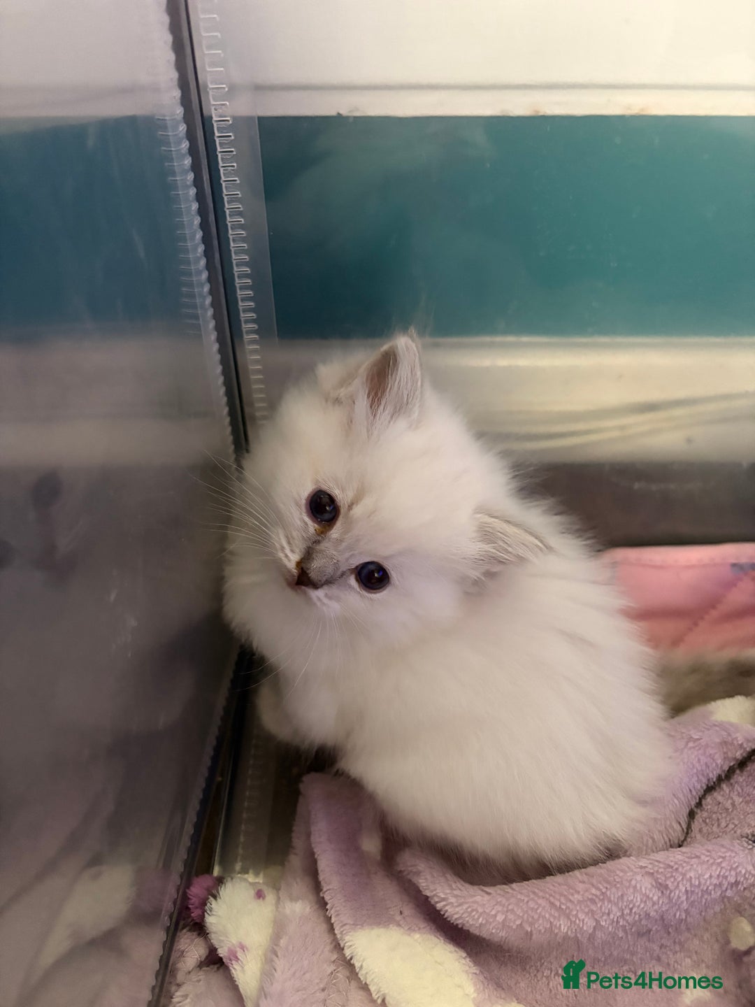 Ragdoll cats for sale: Stunning Ragdoll kittens available  - Image 3