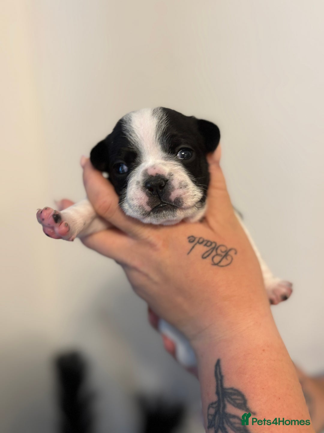French Bulldog dogs for sale: Beautiful pied French bulldog puppies 🐾  - Image 2