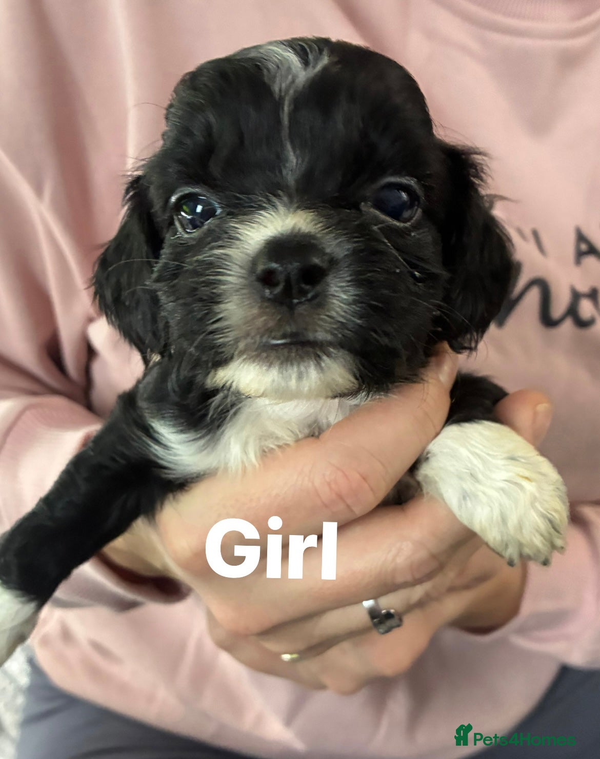 Shih Tzu dogs Cock a tzu - Advert 1