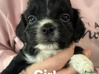 Shih Tzu dogs Cock a tzu - Advert 1