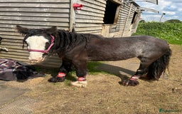Irish Cob horses for sale: Peggy  - Image 2