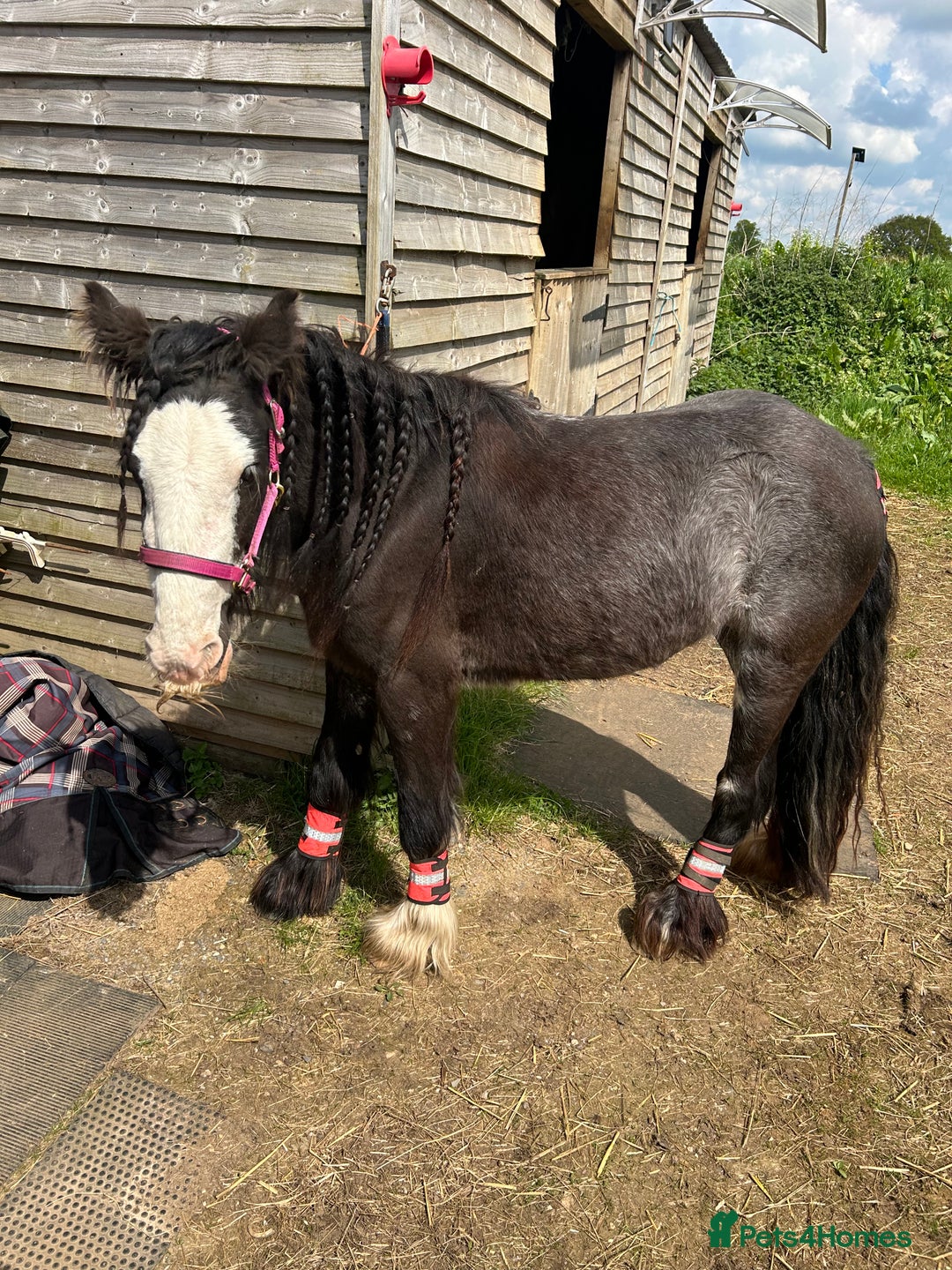Irish Cob horses for sale: Peggy  - Image 2