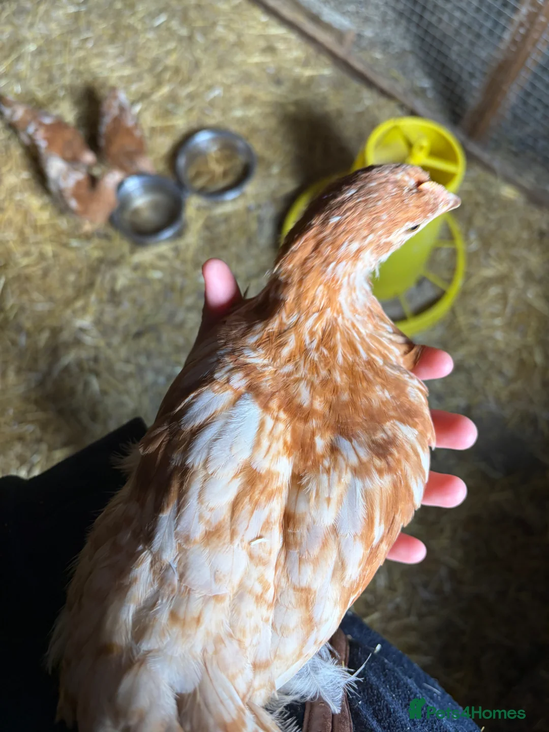 Chickens poultry for sale: 6 week old ISA Brown Pullets - Advert 5