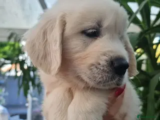 Golden Retriever dogs 5 Left- Champion Line KC Golden Retriever Puppies - Advert 11