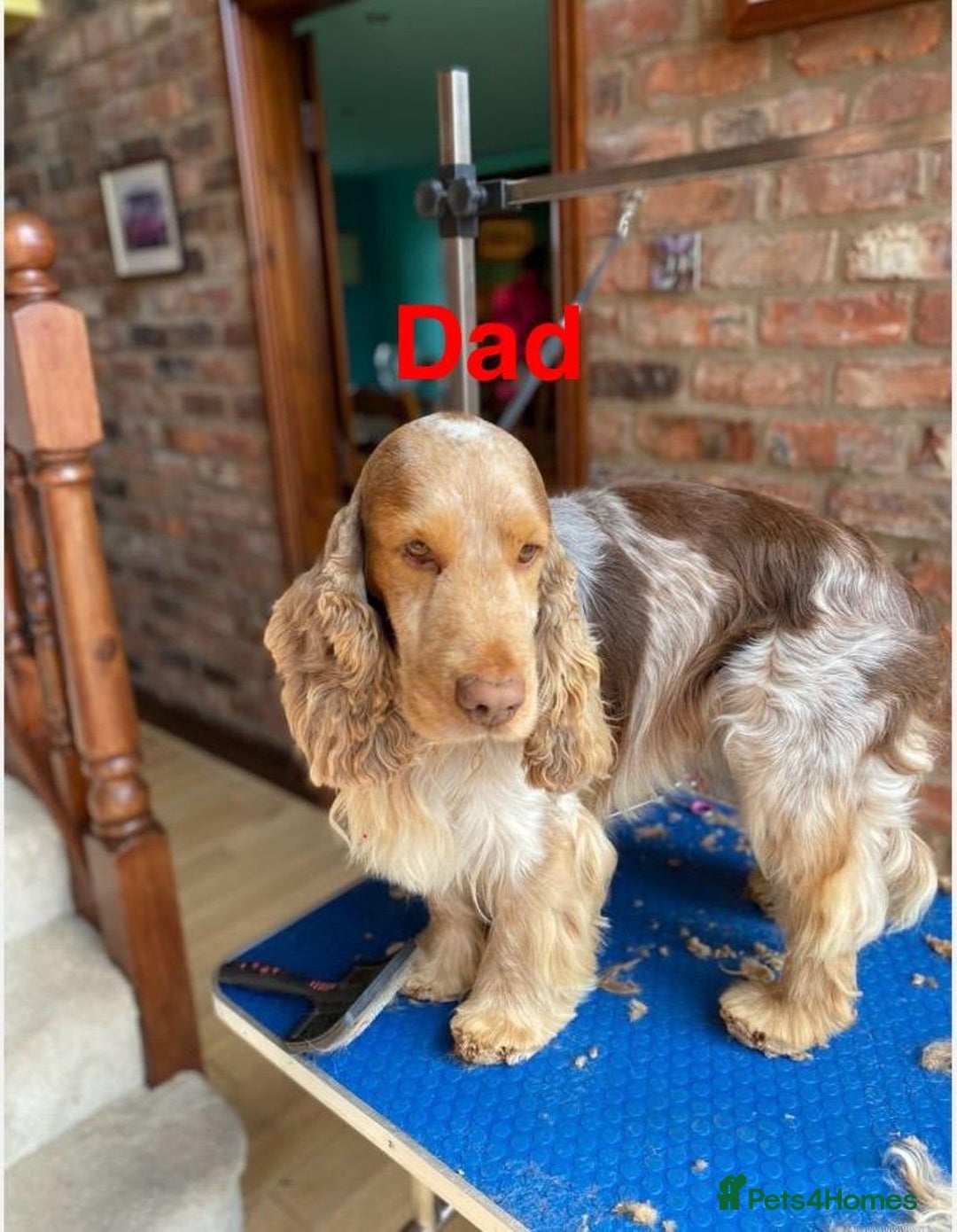 Cocker Spaniel dogs for sale: Cocker Spaniel Puppies - Image 3