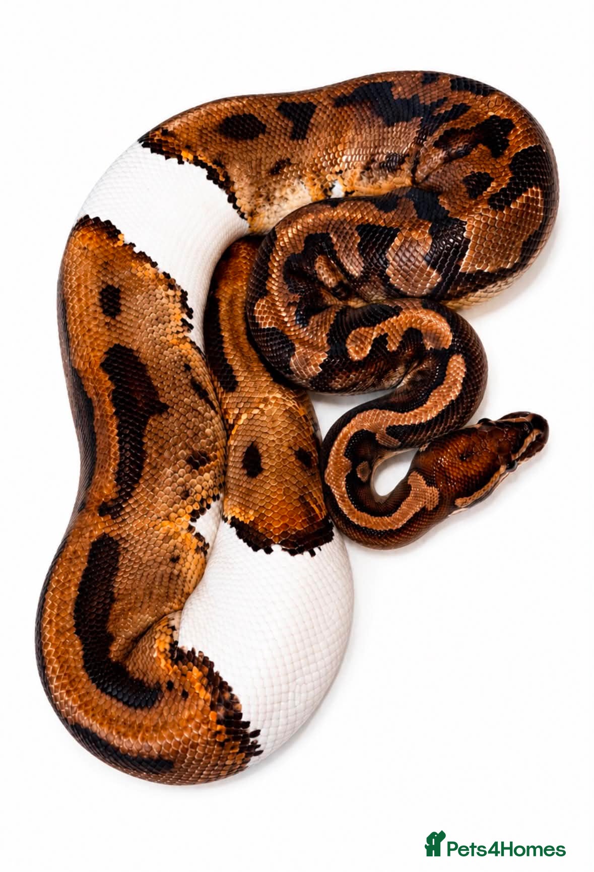 Python Snake reptiles piebald possible albino  - Advert 1
