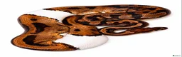 Python Snake reptiles for sale: piebald possible albino  in Bath - Advert 1