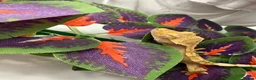 Mixed Breed reptiles for sale: various geckos! - Advert 15