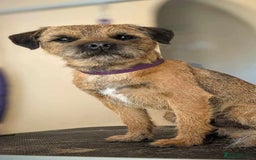 Border Terrier dogs for stud: Border Terrier for stud , Slem tested, family pet  in Woodbridge - Image 4