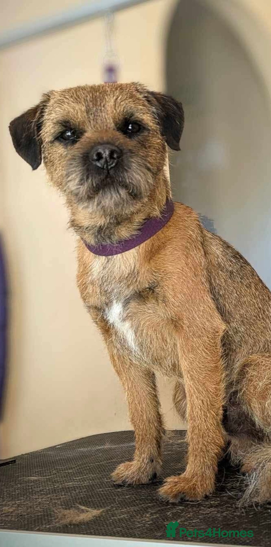 Border Terrier dogs for stud: Border Terrier for stud , Slem tested, family pet  in Woodbridge - Image 4