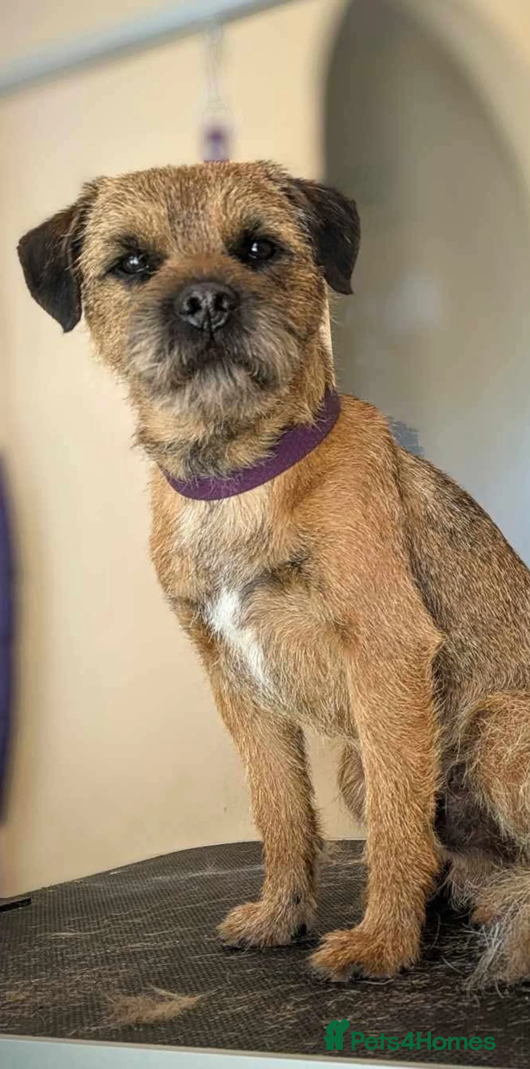 Border Terrier dogs for stud: Border Terrier for stud , Slem tested, family pet  in Woodbridge - Advert 4