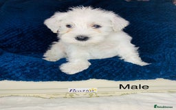 Miniature Schnauzer dogs for sale: Kc Reg-health Tested white Male 1st Quality  - Image 5