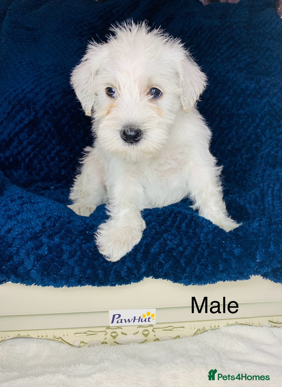 Miniature Schnauzer dogs for sale: Kc Reg-health Tested white Male 1st Quality  - Image 5