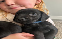 Mixed Breed dogs for sale: Gorgeous puppies  - Image 9