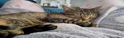 Mixed Breed cats for sale: 2 beautiful cats looking for a loving home in Saint Austell - Advert 9