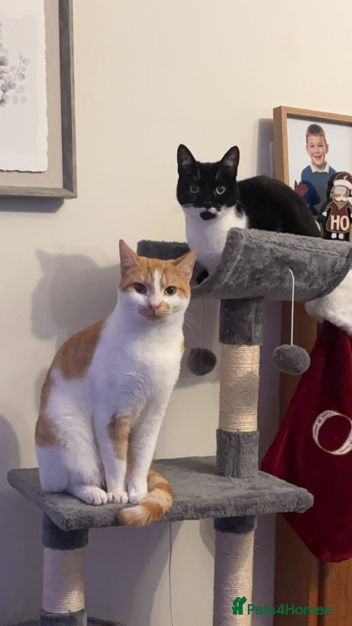 British Shorthair cats Two adult cats - must go together  - Advert 14