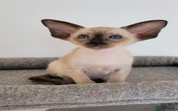 Oriental cats for sale: Oriental Shorthair kittens  - Image 13