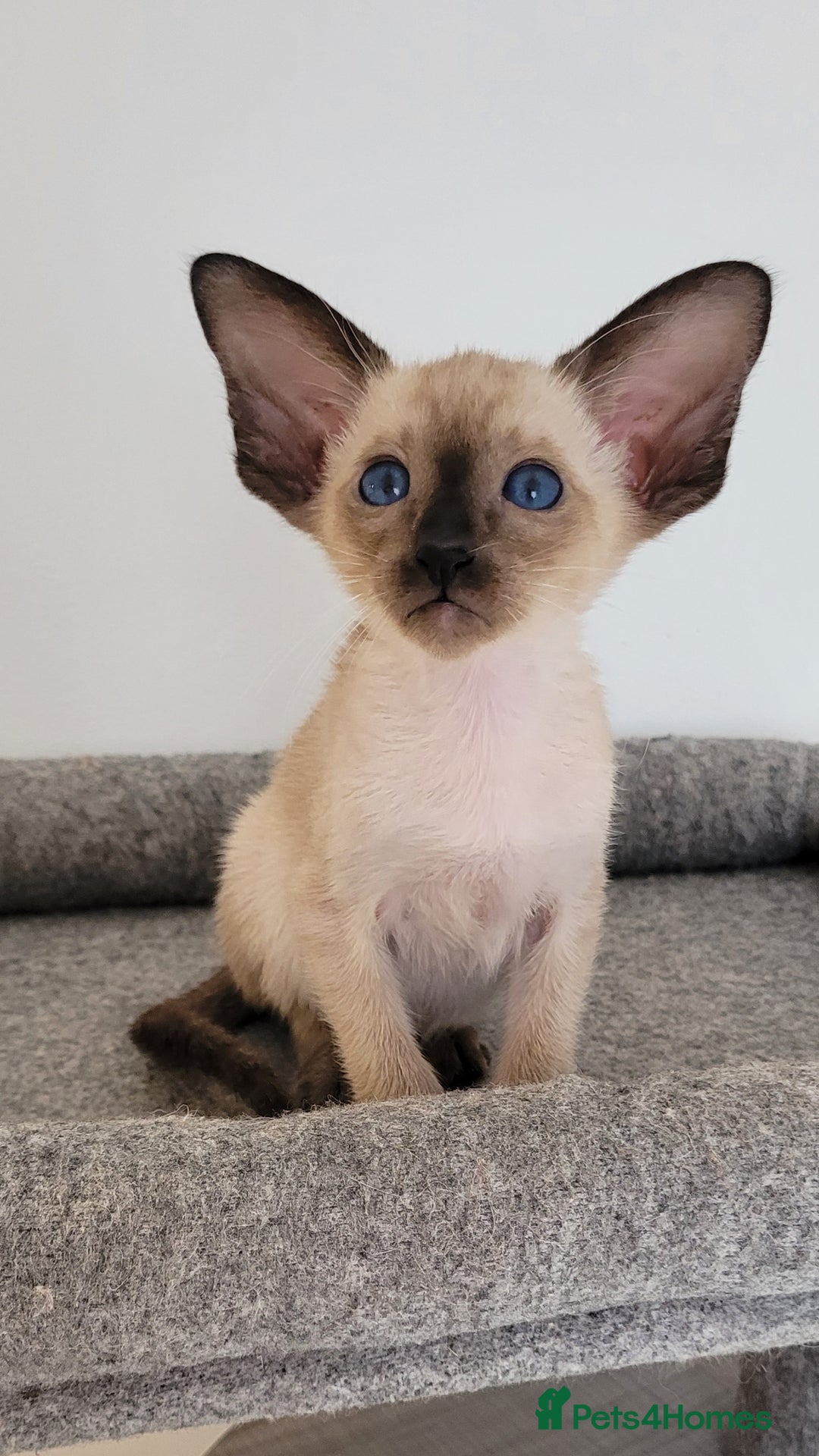 Oriental cats for sale: Oriental Shorthair kittens  - Image 13