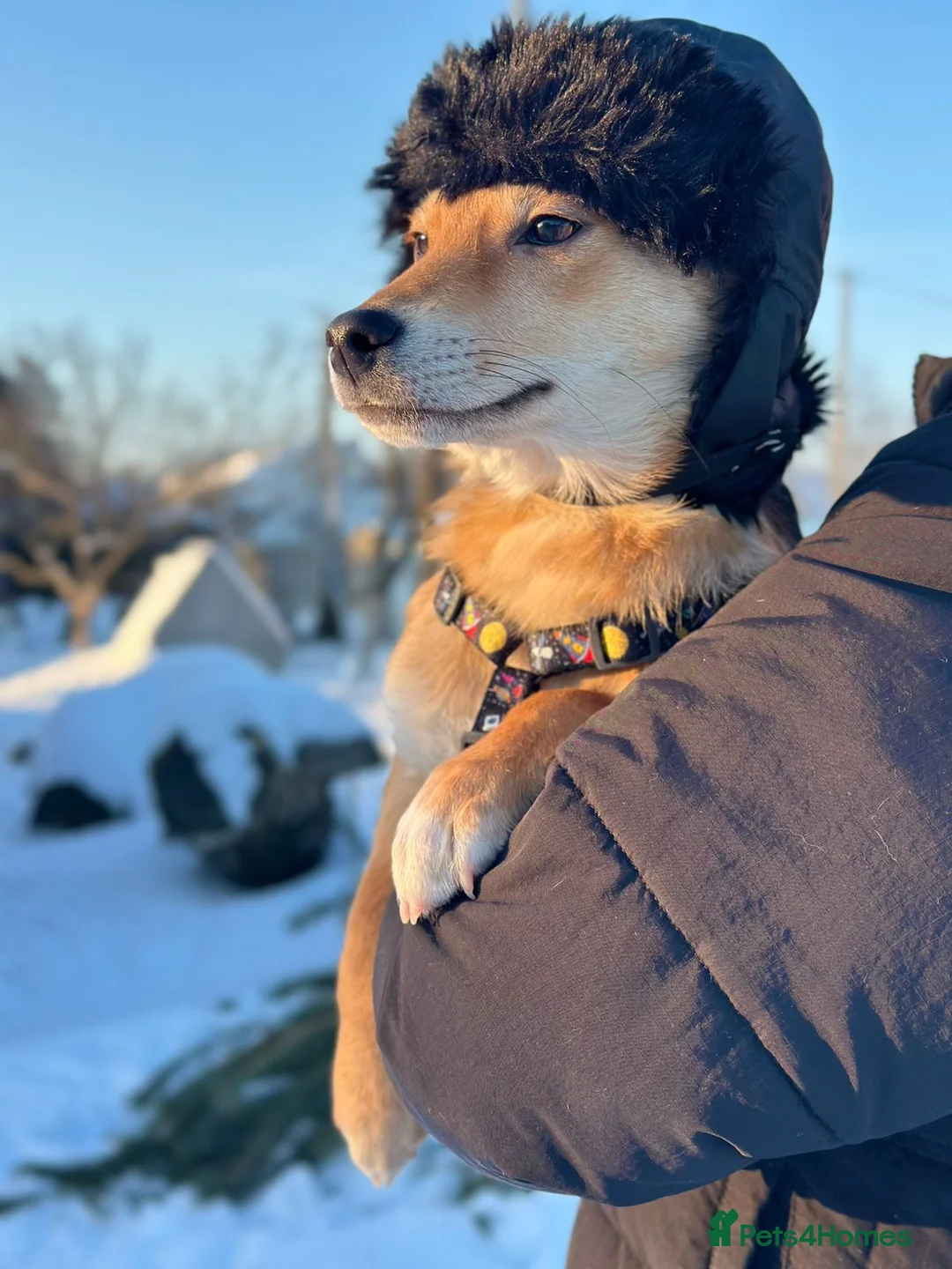 Mixed Breed dogs for adoption: 💙🐶 TUTTY 🐶💙 - Advert 9