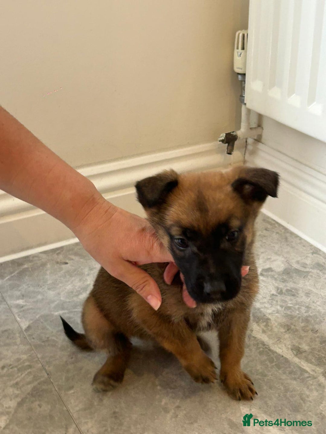 German Shepherd dogs for sale: German shepherd puppies for sale  - Advert 11