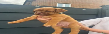 Dogue De Bordeaux 2