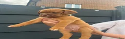 Dogue De Bordeaux dogs for sale: Dogue de Bordeaux 🐶 last 4 remaining 💙💙🩷🩷 - Advert 15