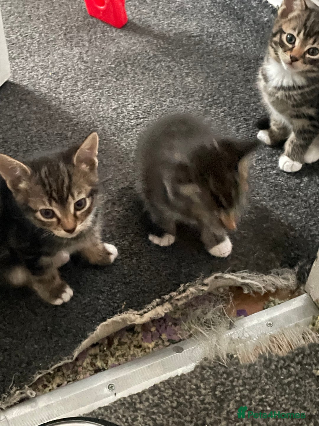 British Shorthair cats for sale: 5 kittens  - Image 4